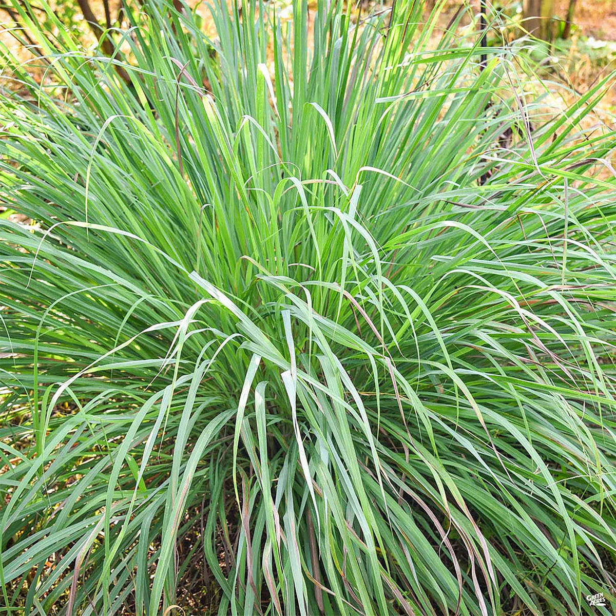 Cymbopogon Flexuosus Lemongrass Plant Seeds for Planting in Garden