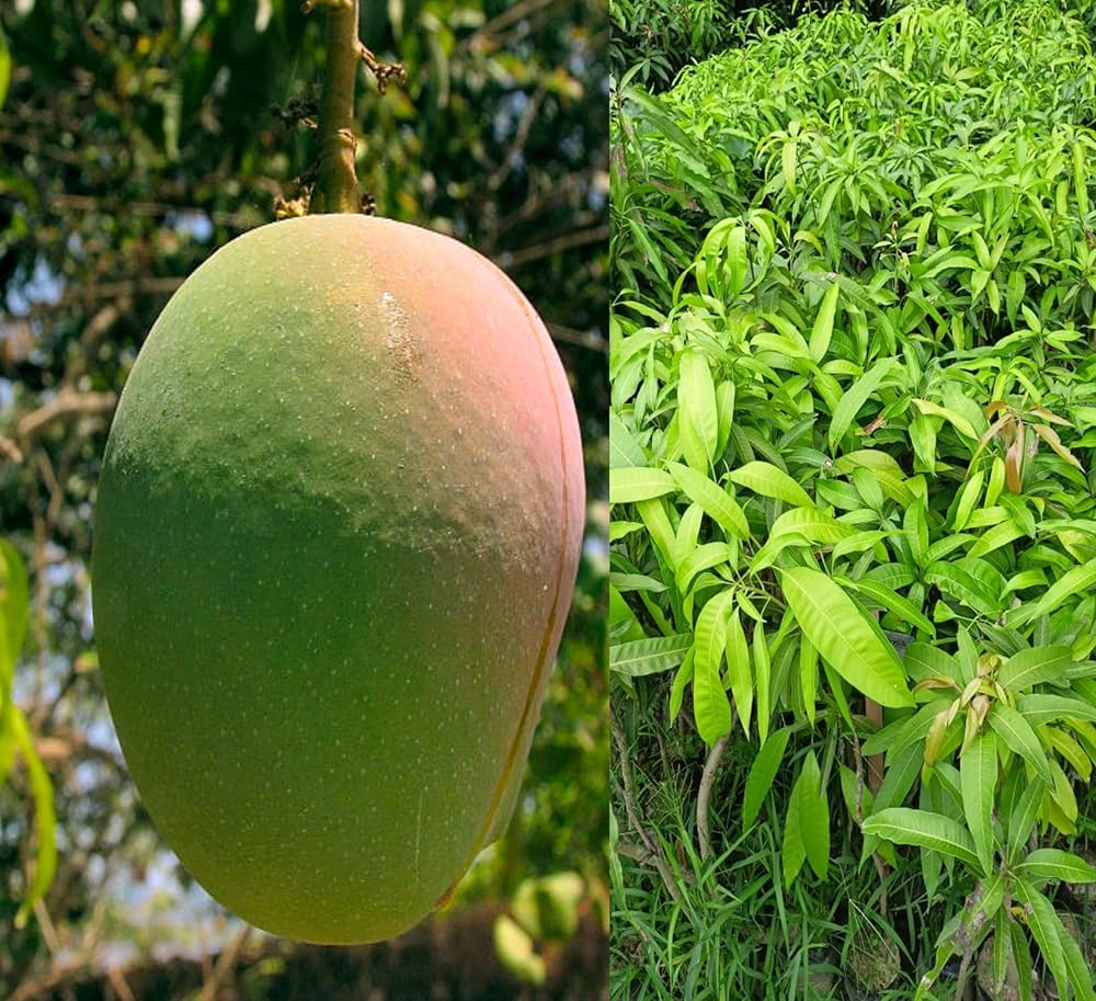 Early Gold Mango (Mangifera indica)