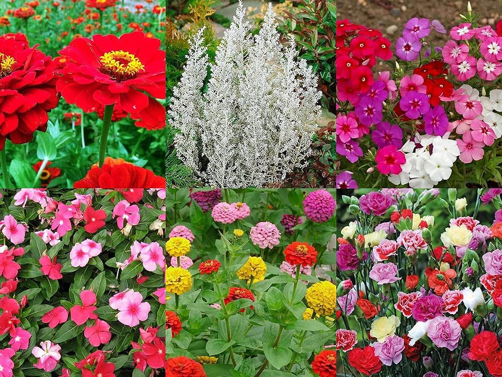 Rare Flower Mix – Group Select – for planting in balcony outdoor garden