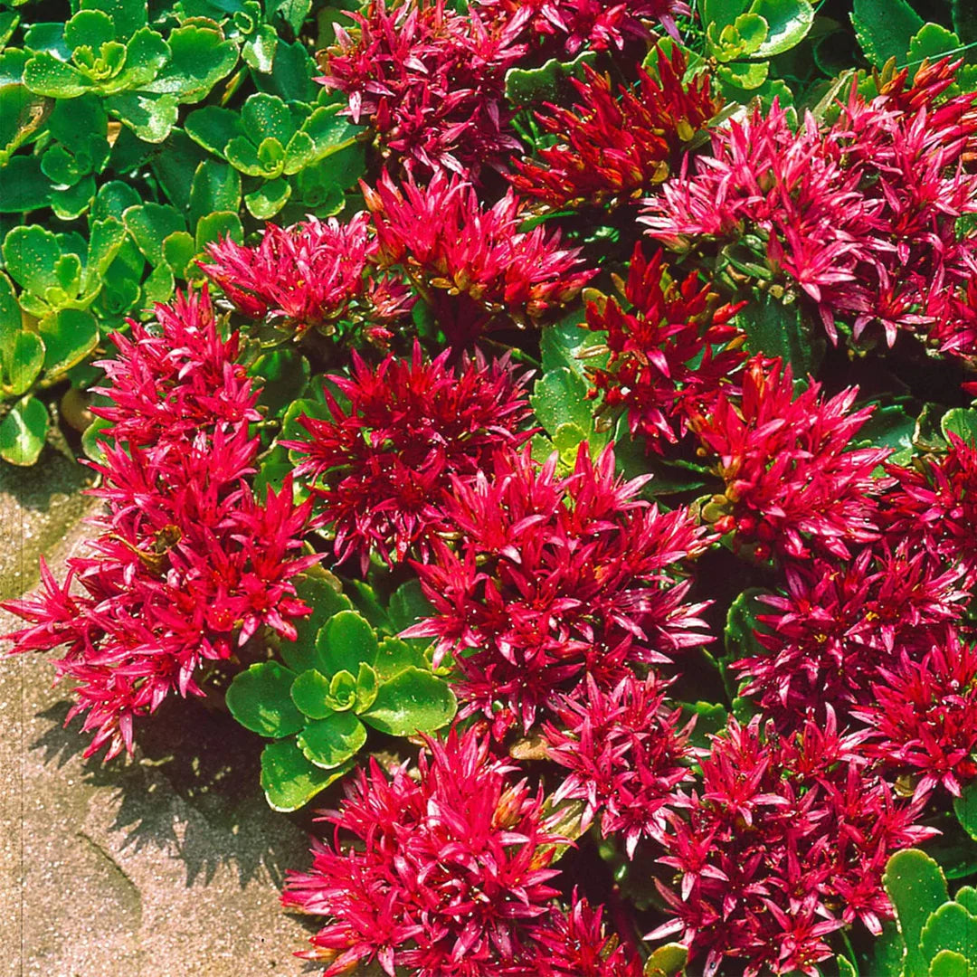 Heirloom Non-GMO Sedum Album Flower Seeds for Planting – Low-Maintenance Ground Cover Blooms