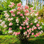 Hydrangea Vanilla Fraise Hydrangea macrophylla Seeds for planting in flower bed