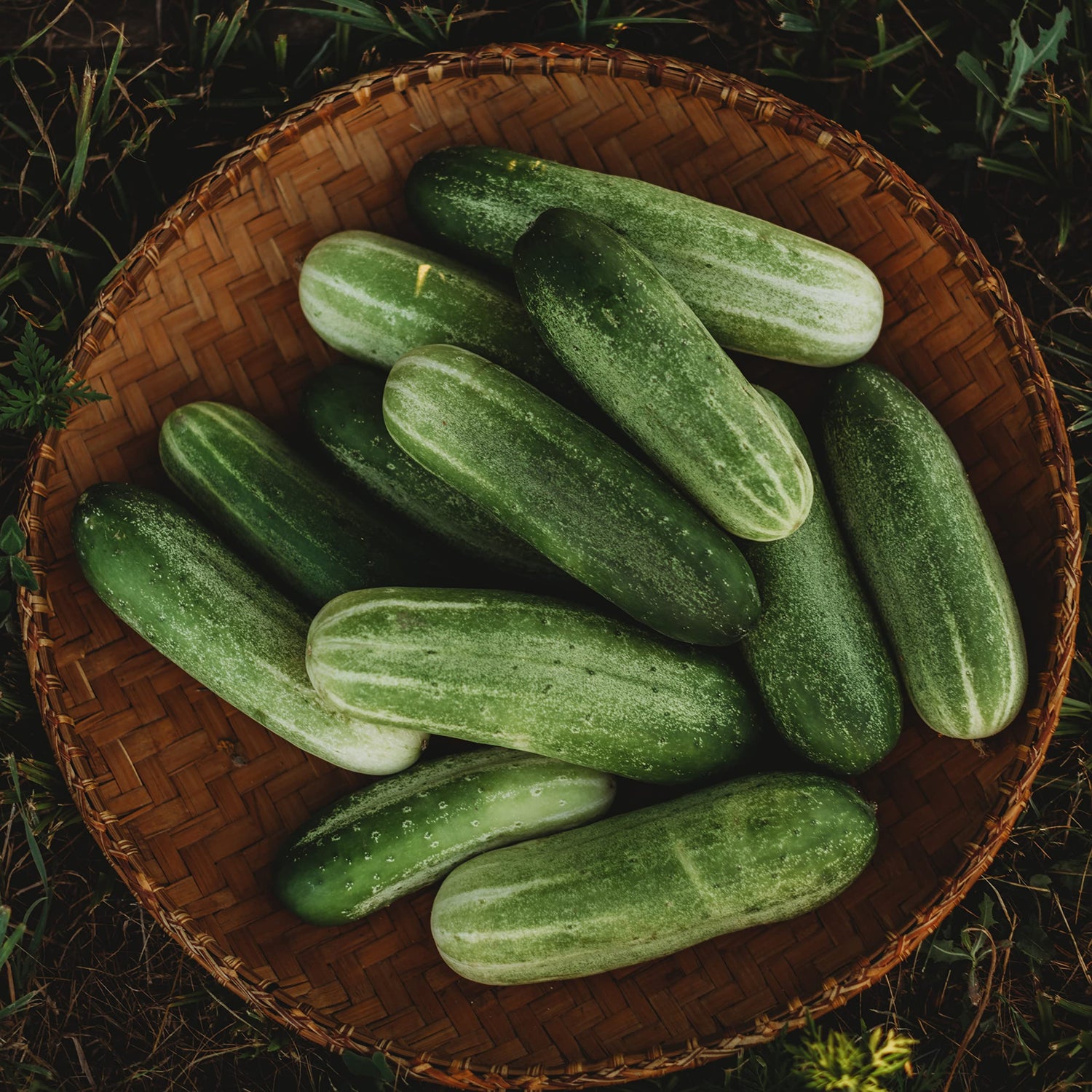 Cucumber Seeds (Pickling Variety) Seeds for Home Garden