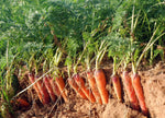 Danvers sweet carrot seeds for vegetable gardens