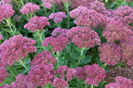 Sedum Dragons Blood Groundcover Plant Seeds for Planting - NON GMO Seeds Dhara Seeds