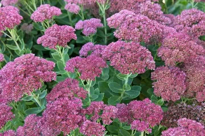 Sedum Dragons Blood Groundcover Plant Seeds for Planting - NON GMO Seeds Dhara Seeds