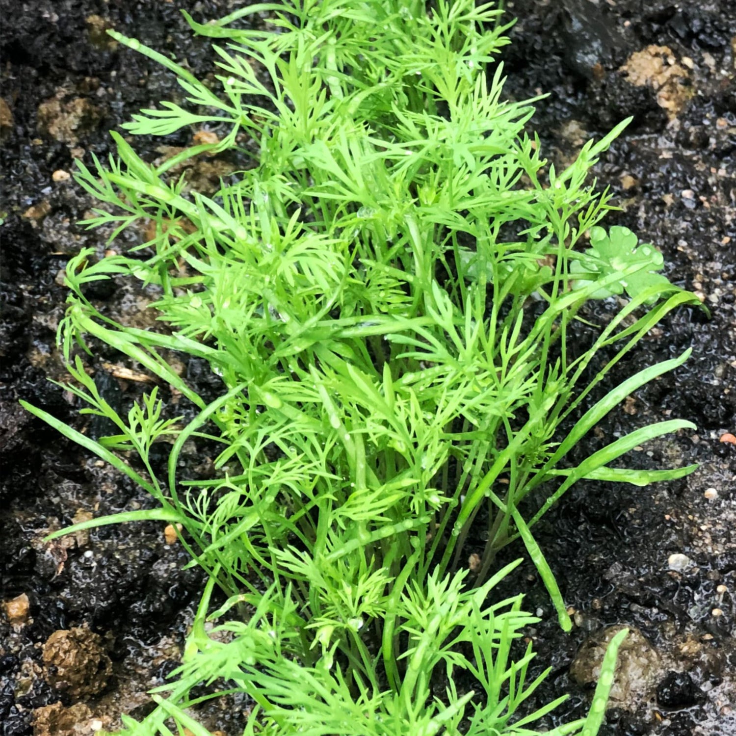 Heirloom Bouquet Dill Seeds