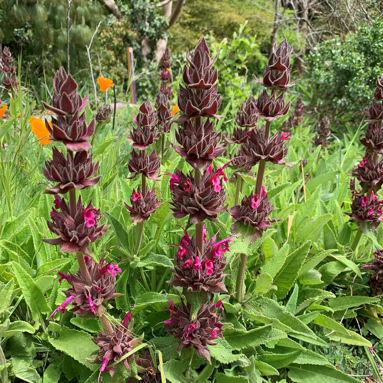 Salvia Spathacea Seeds