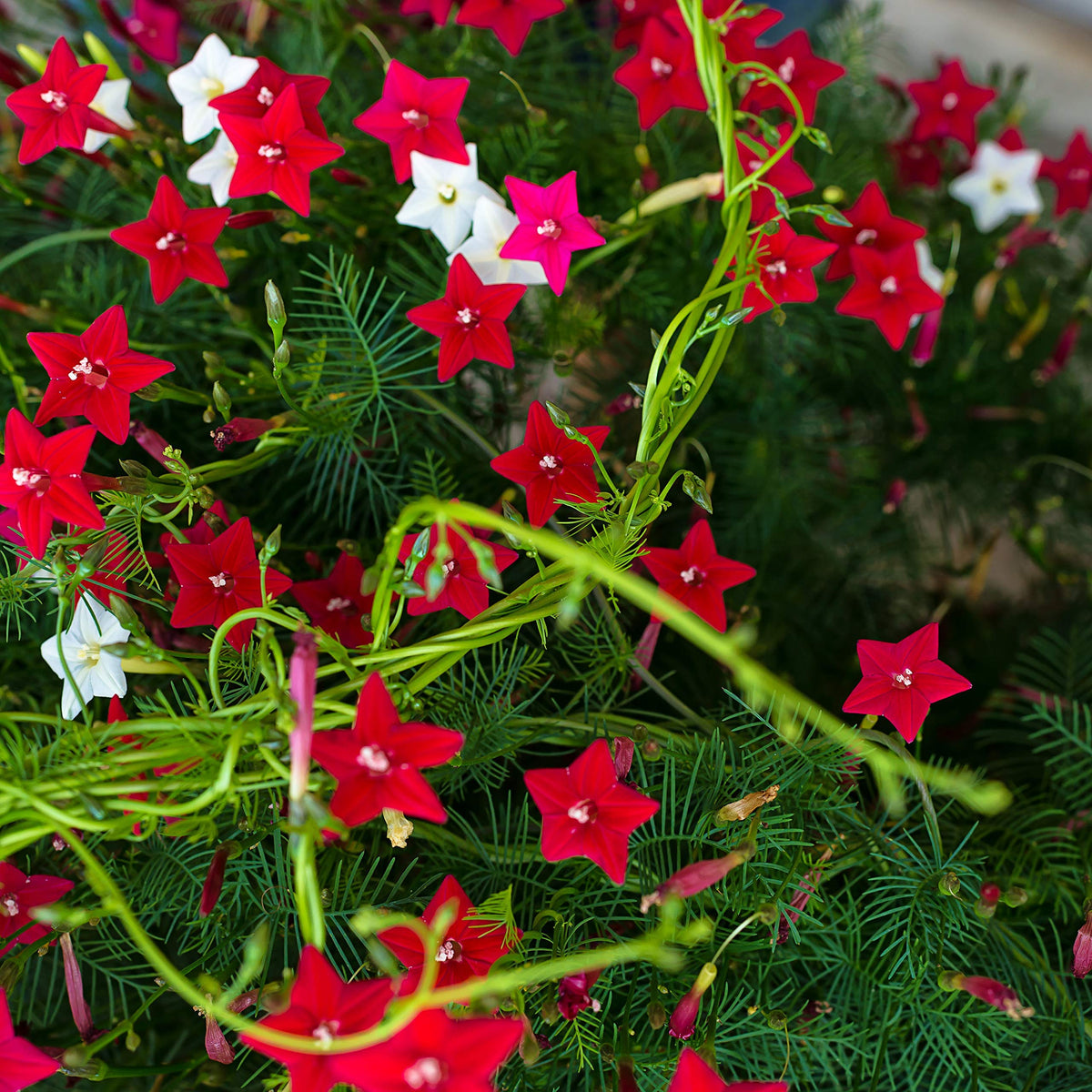 Cypress Vine Ipomoea quamoclit Seeds for Planting in Vertical Garden
