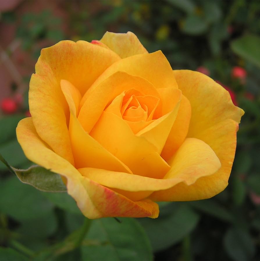 Earth Rosaceae Rose Bush Seeds (Yellow Rose, )