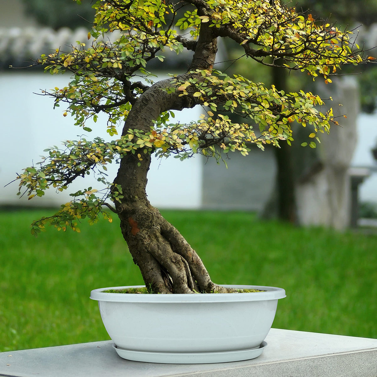 Creative Bonsai Pot & Seed, Office Desktop Mini DIY Topf Plant Grass, Baby Gift