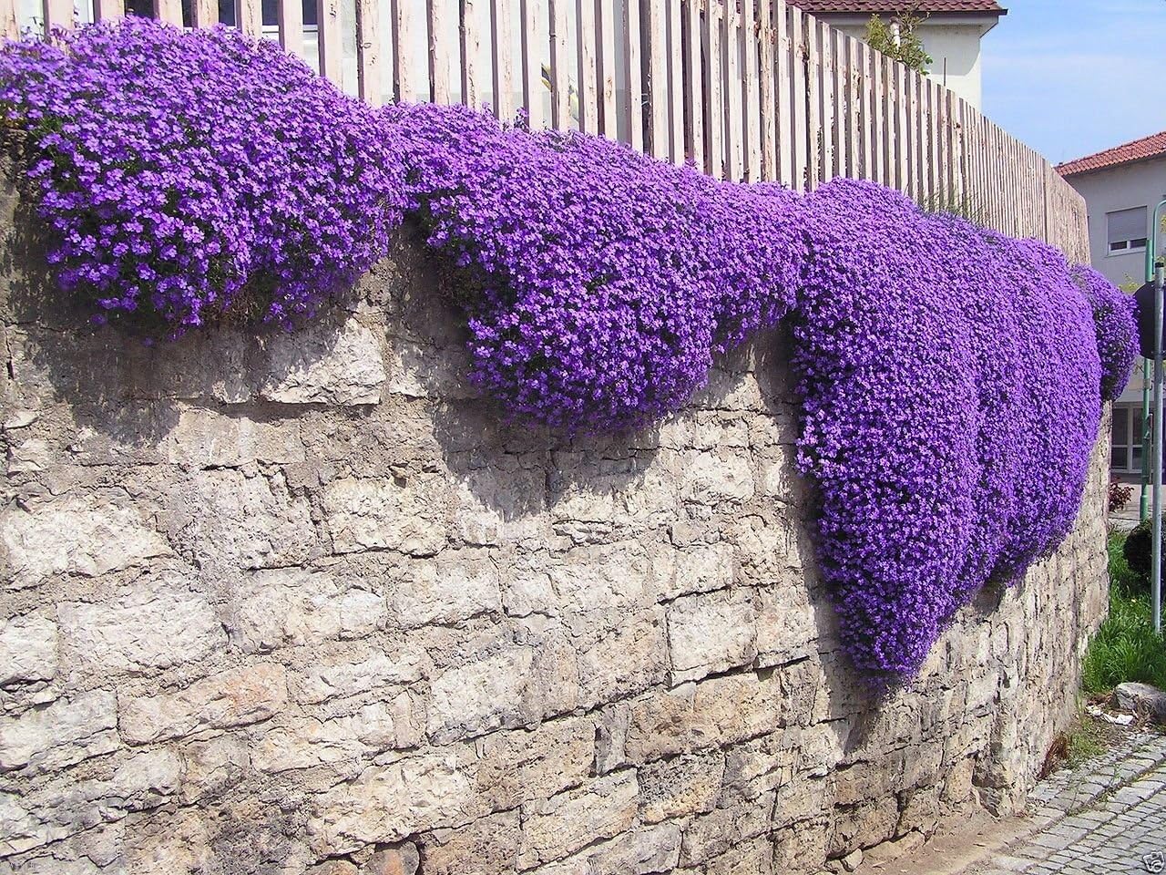 Aubrieta Cascade Purple Flower Seeds