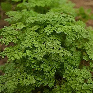  vibrant green curled chervil herb leaves in garden bed

