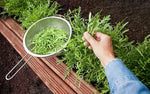 organic-peppery-arugula-salad-greens-seeds

