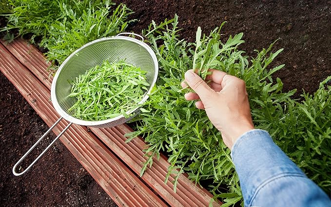 organic-peppery-arugula-salad-greens-seeds

