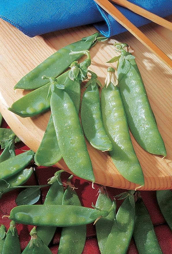 Pea Pisum sativum Mammoth Melting vegetable seeds for planting in kitchen garden or trellis rows