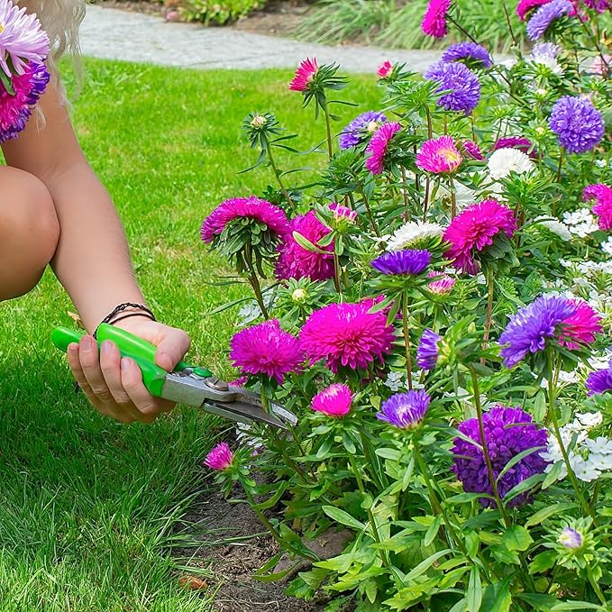 Aster Aster spp Flower Seeds for Planting in Flower Bed