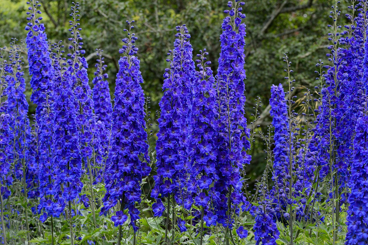 Delphinium Seeds Delphinium for Planting in Flower Bed & Garden