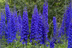 Delphinium Astolat flower seeds for planting in home gardens