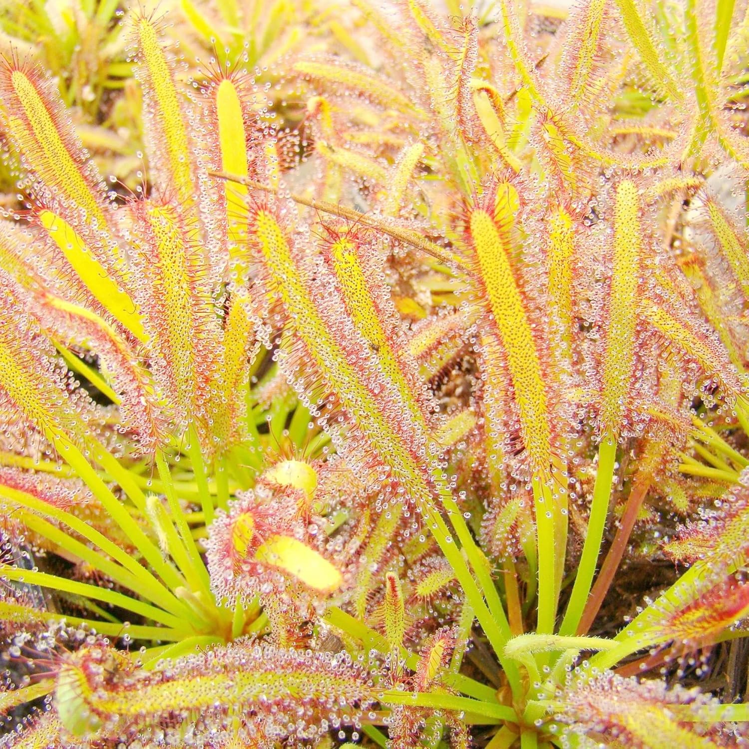 Sundew Seeds