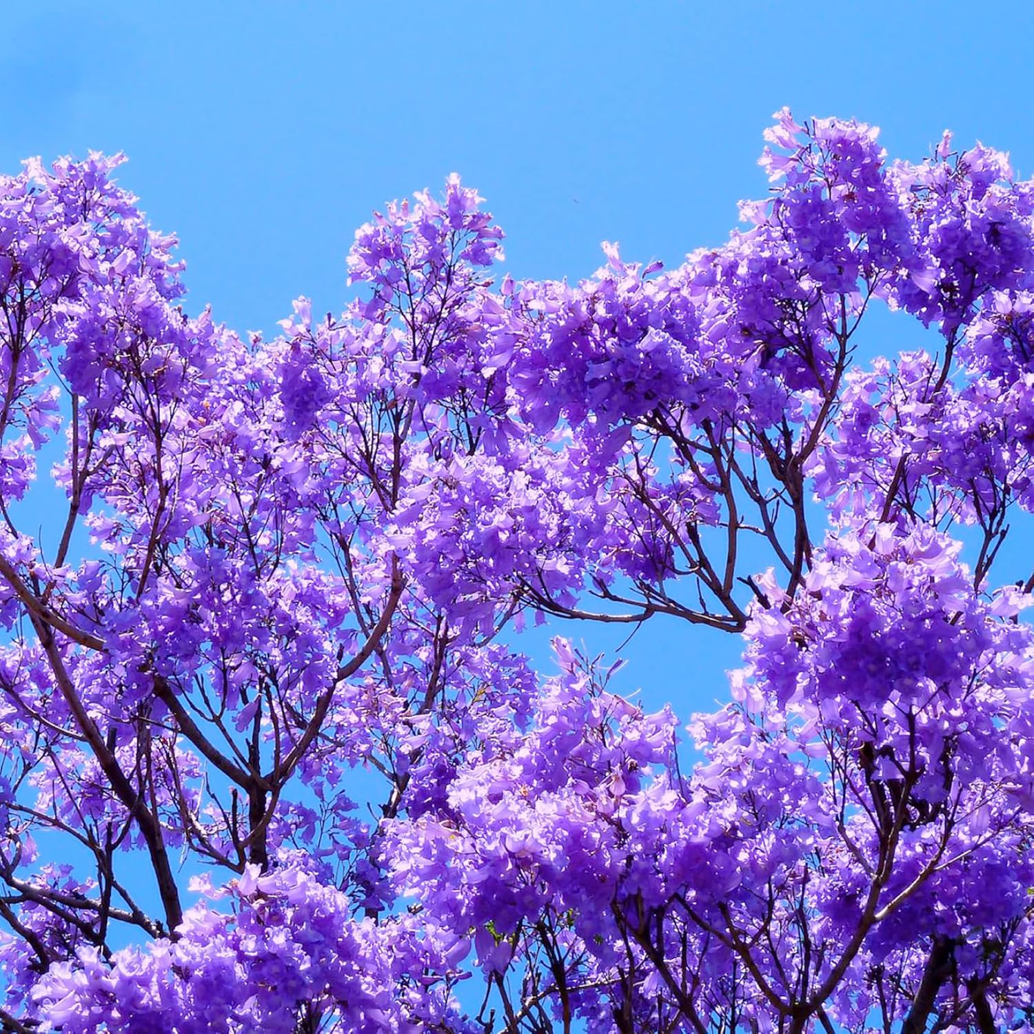 Blue Jacaranda Seeds