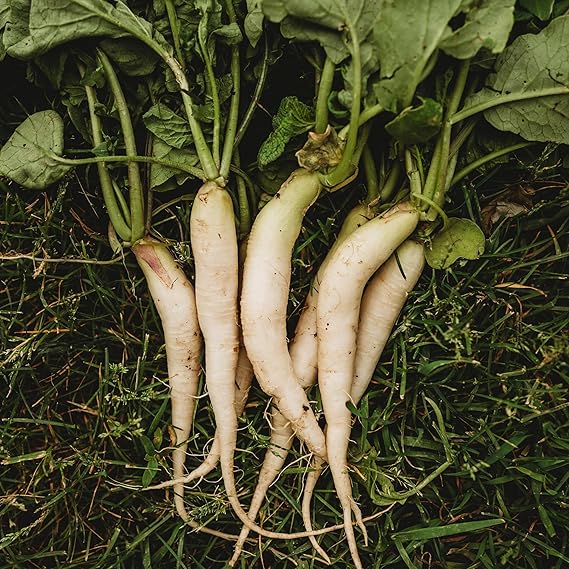 Radish Raphanus Sativus White Icicle Heirloom Vegetable Seeds for Planting – Ideal for Quick Harvest and Garden Beds