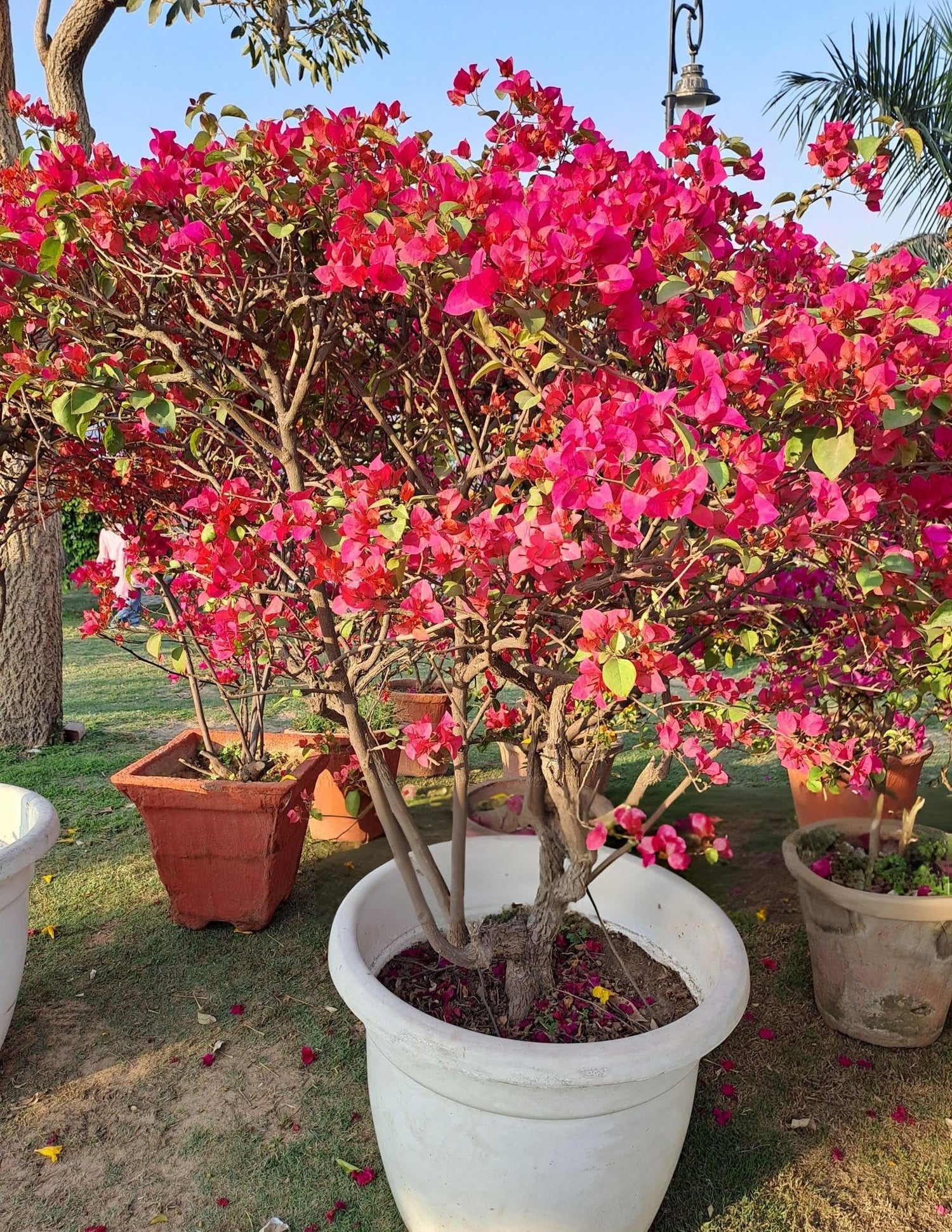 Bougainvillea Seeds for Garden and Container Planting