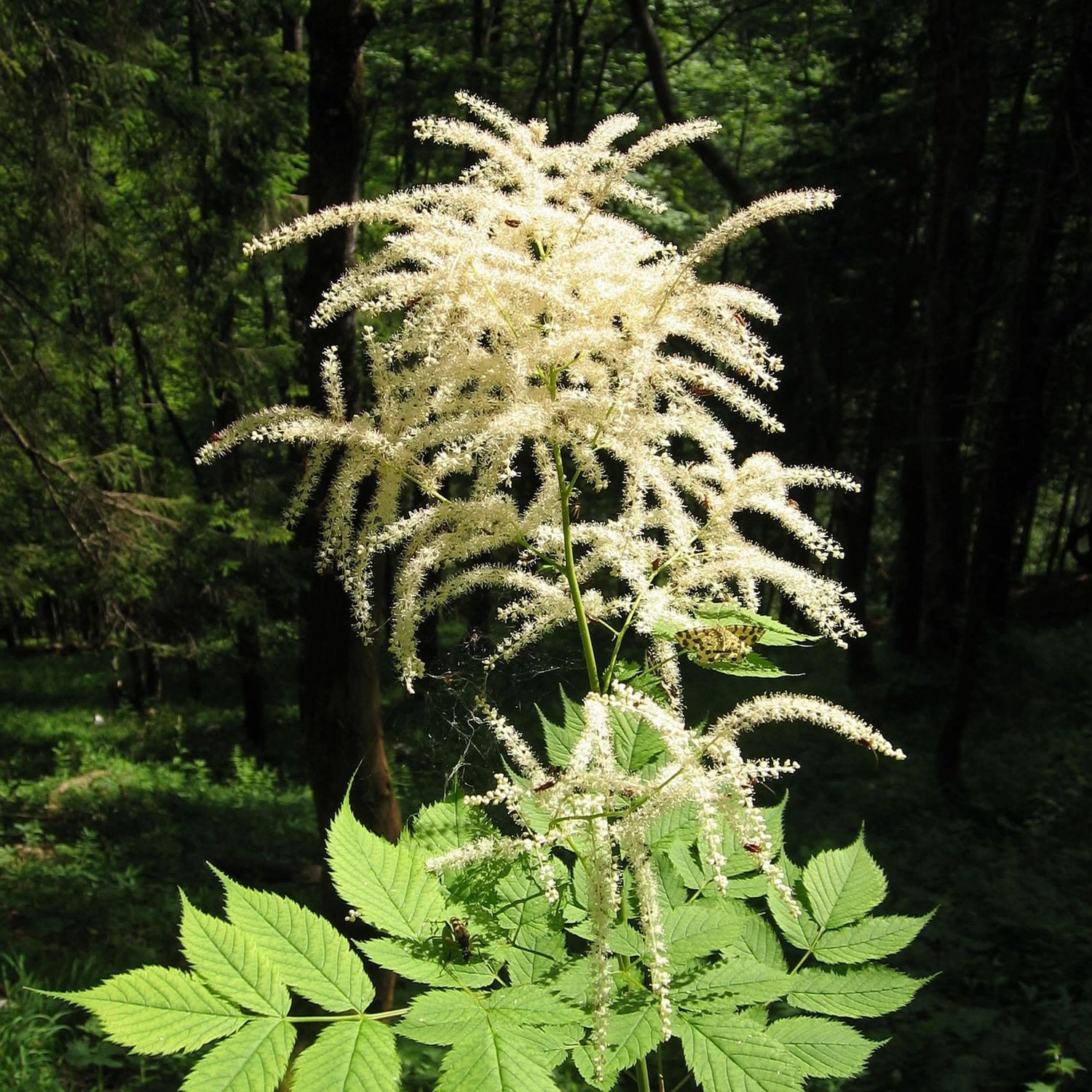 Aruncus Dioicus Goat’s Beard Perennial Flowering Seeds For Planting