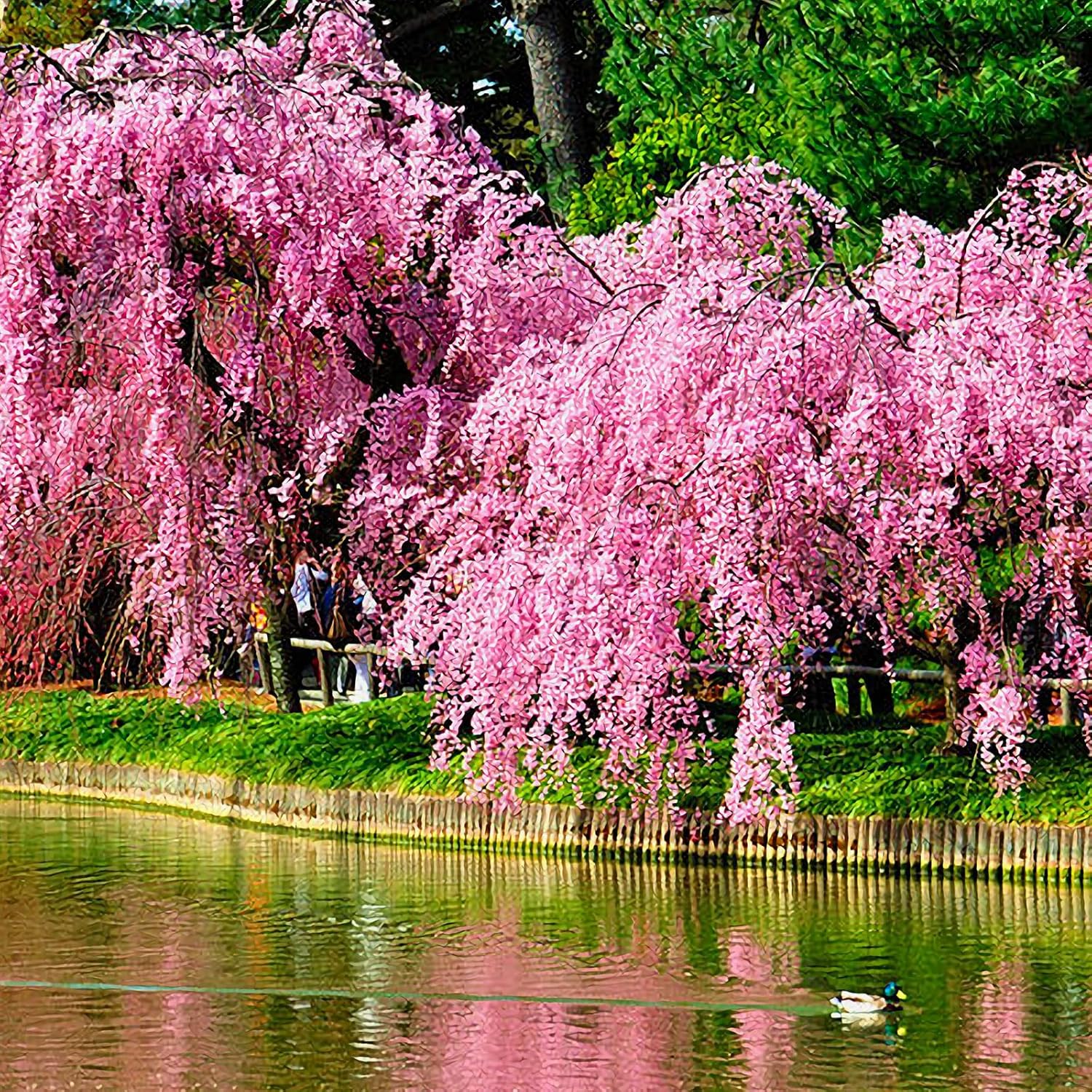 Weeping Sakura Cherry Blossom Seeds