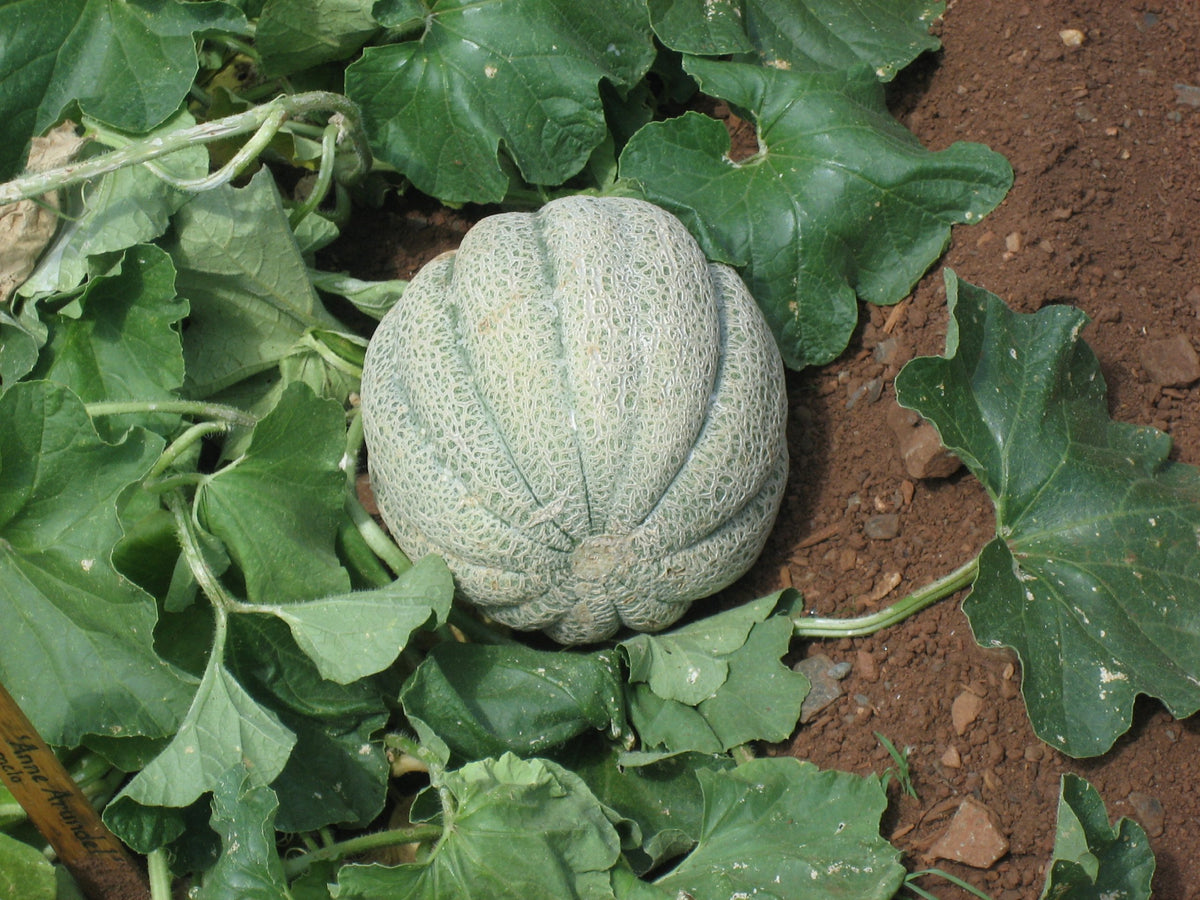 White Muskmelon Seeds Cucumis melo for Planting in Garden Bed and Summer Patch