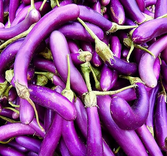 Eggplant Solanum Melongena Purple Vegetable Seeds for Planting – Classic Variety for Backyard Garden and Culinary Use
