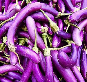Eggplant Solanum melongena Long Purple vegetable seeds for planting in home garden or containers