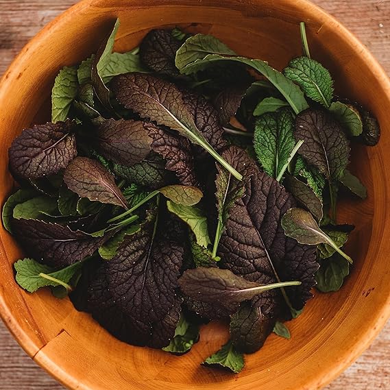Mustard Brassica juncea Red Giant vegetable seeds for planting in kitchen garden or raised beds