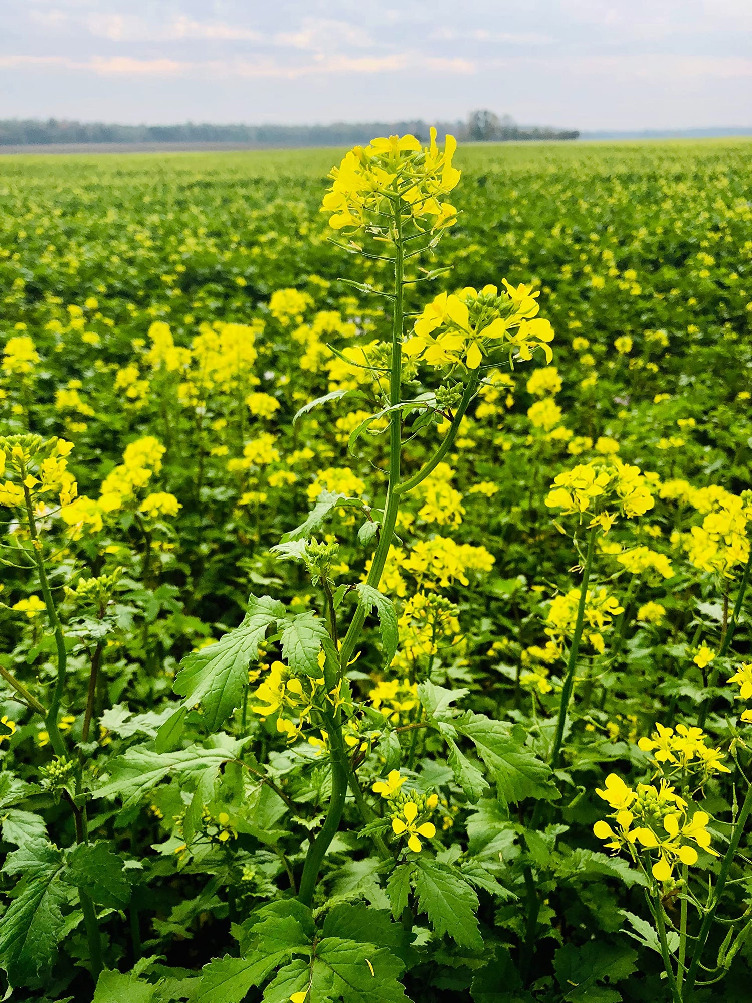 Heirloom Non-GMO Black Mustard - Seeds for Spicy, Flavorful Seeds in Your Herb Garden