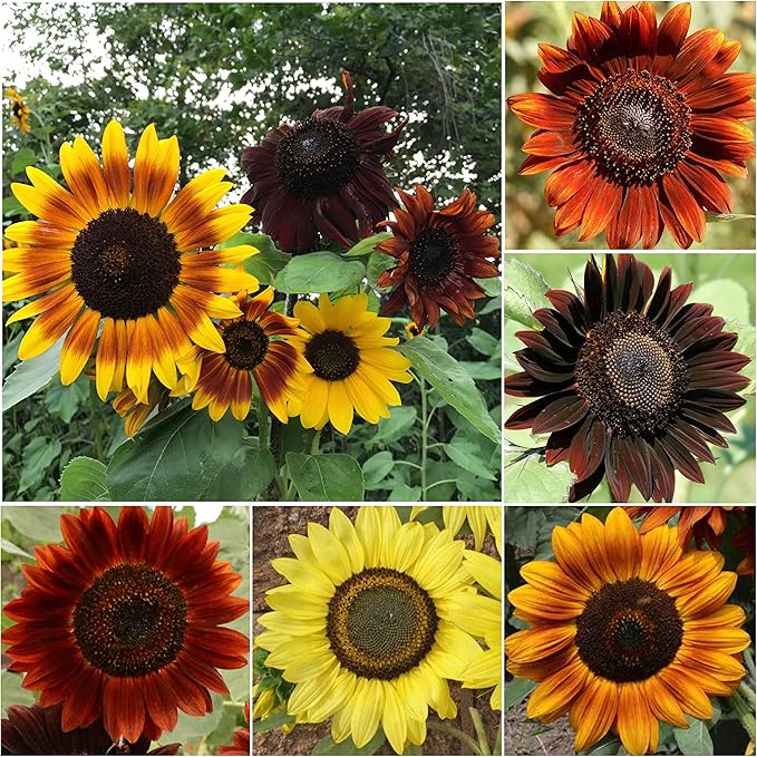 Flare Sunflower (Helianthus annuus) dwarf variety seeds for planting in container garden