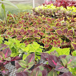 Coleus Plectranthus scutellarioides for planting in indoor pots