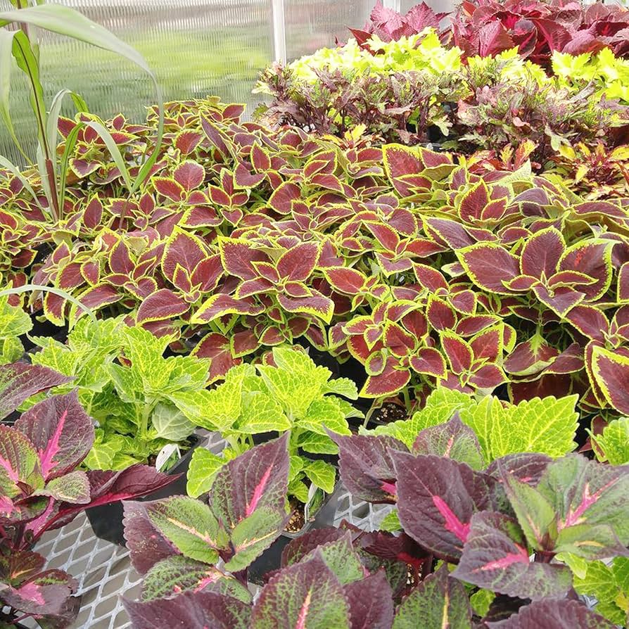 Coleus Plectranthus scutellarioides for planting in indoor pots