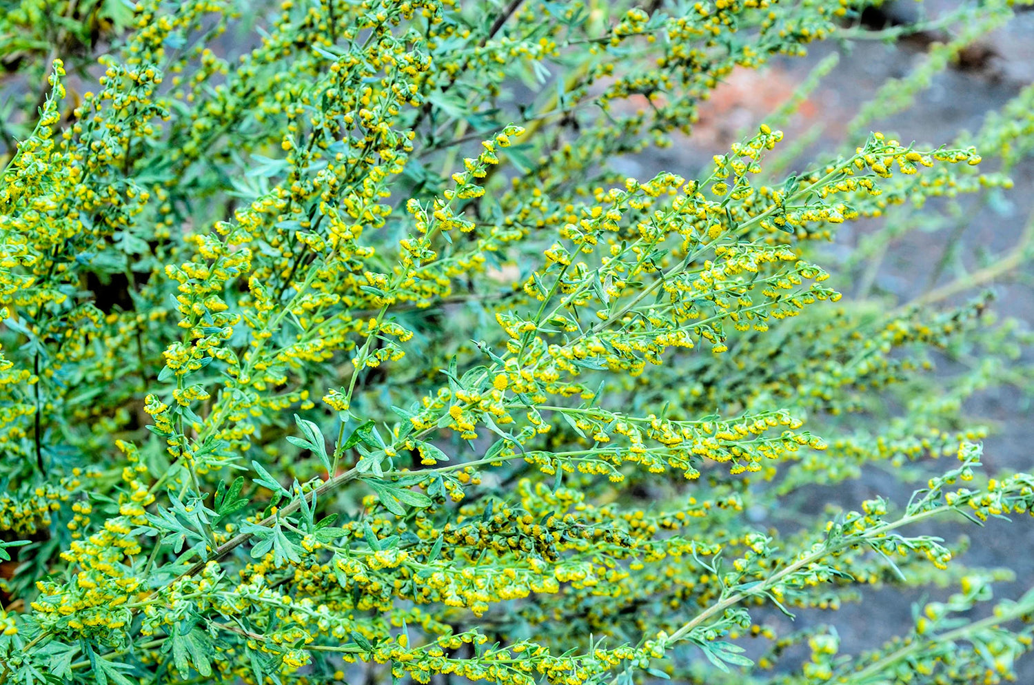 Green Absinthe Plant Seeds for Planting-Garden Landscaping and Medicinal Use – Fresh Herb for Your Garden