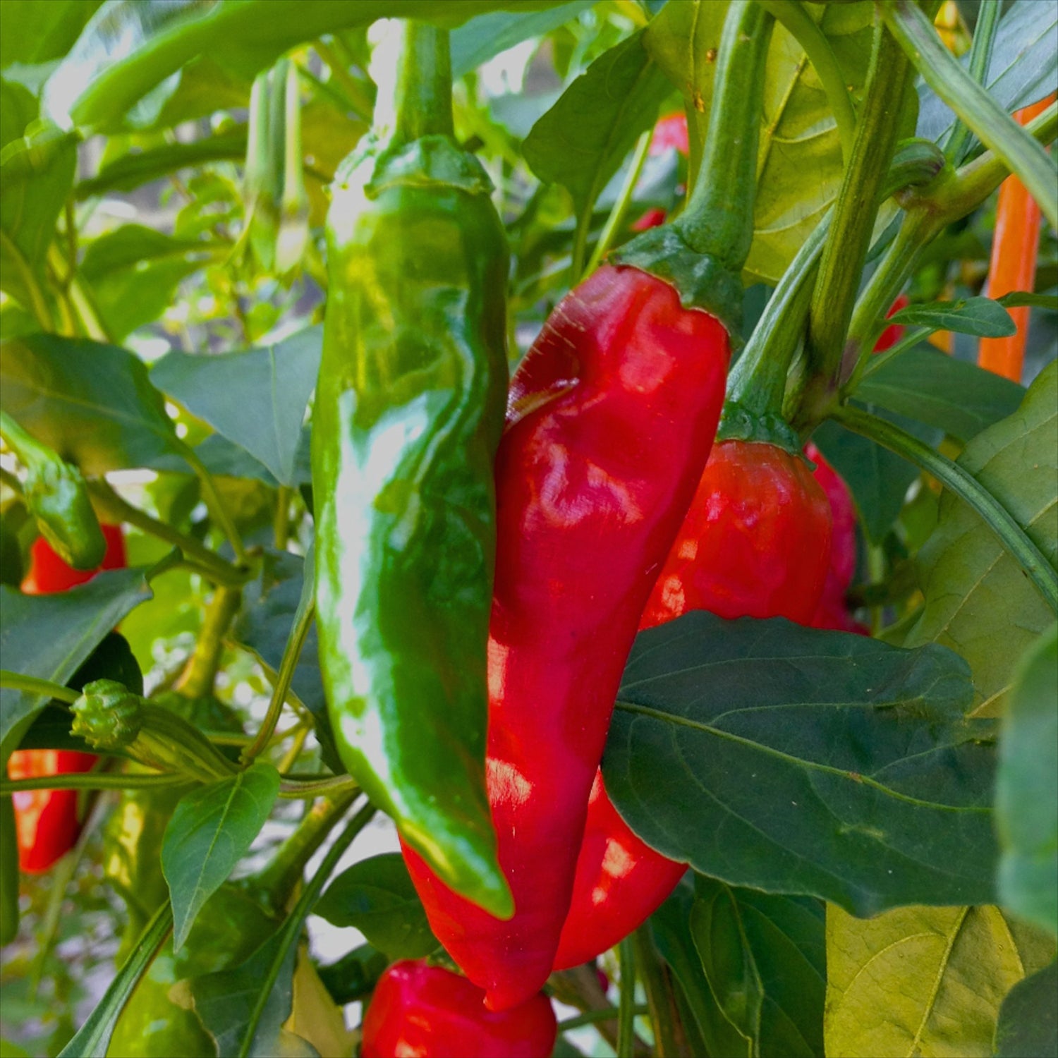 Chimayo pepper Capsicum annuum vegetable seeds for planting in kitchen gardens