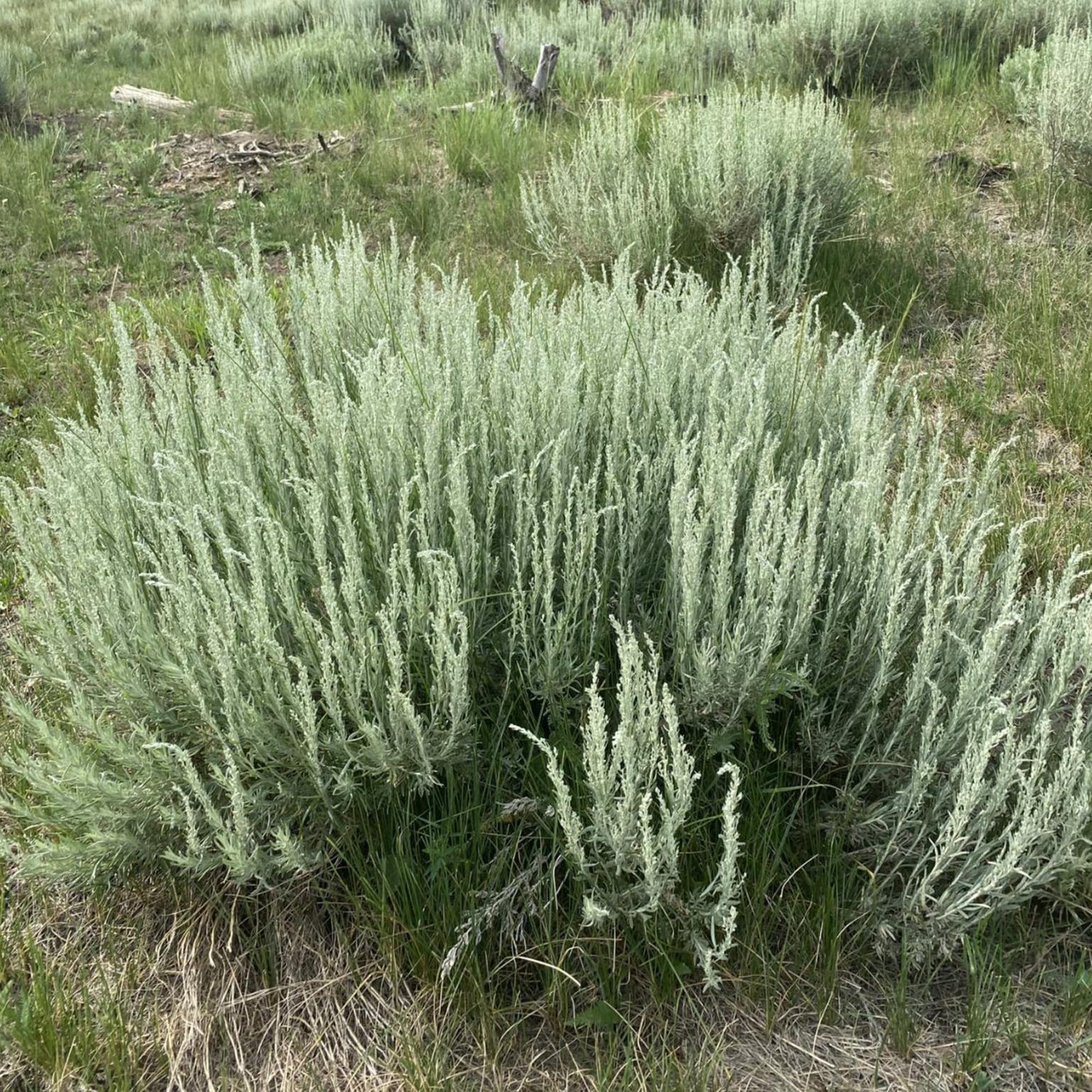 Silver Sagebrush Flower Seeds for Planting