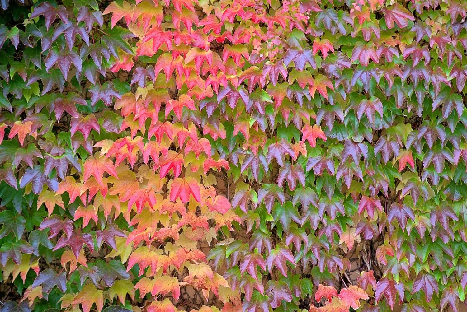 Multi-Colored Boston Ivy Plant Seeds for Planting-Heirloom & Non-GMO Seeds for planting Dhara Seeds