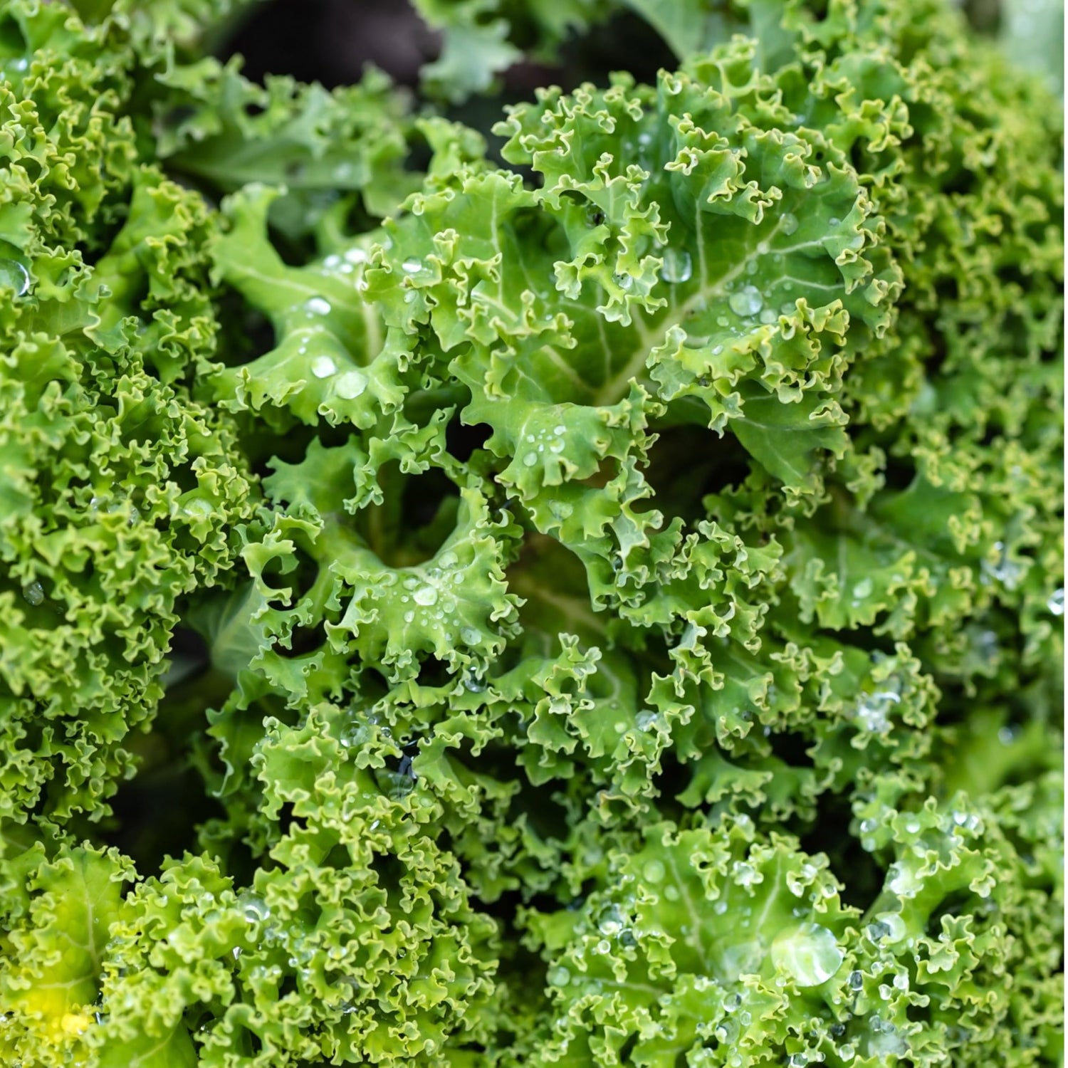 Green Curled Kale Vegetable Seeds for Planting heirloom & Non-GMO Seeds
