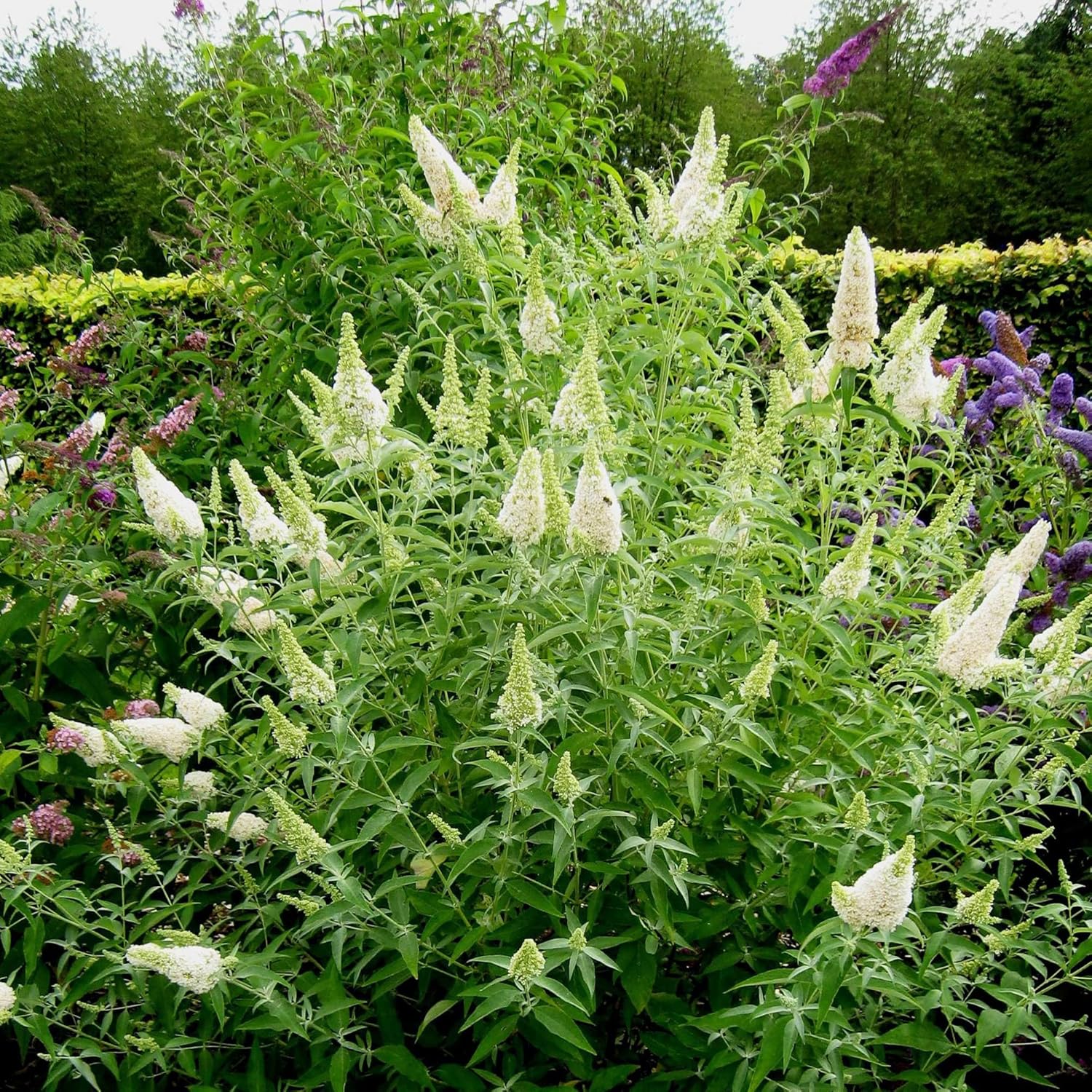 White Butterfly Bush Seeds