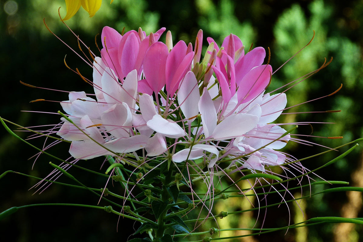Cleome Cleome hassleriana Flower Seeds for Planting