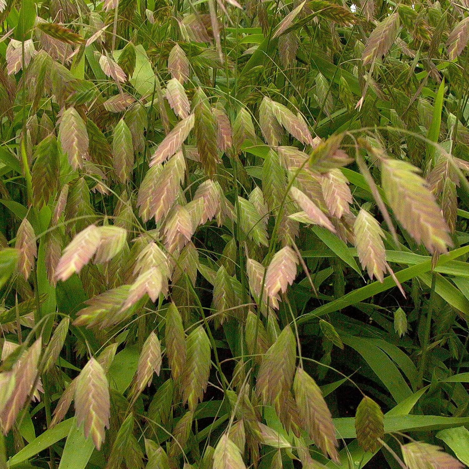 Northern Sea Oats Seeds