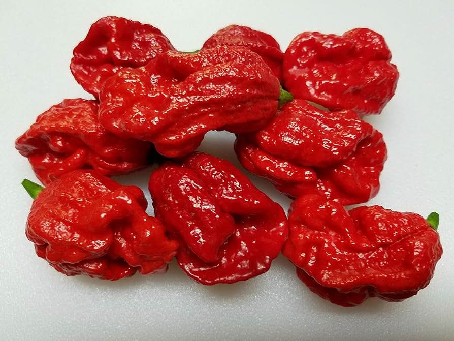 Bhutlah Scorpion Hot Pepper Seeds – Extremely Spicy Hybrid of Bhut Jolokia and Trinidad Scorpion, Ideal for Hot Sauces and Spicy Recipes.