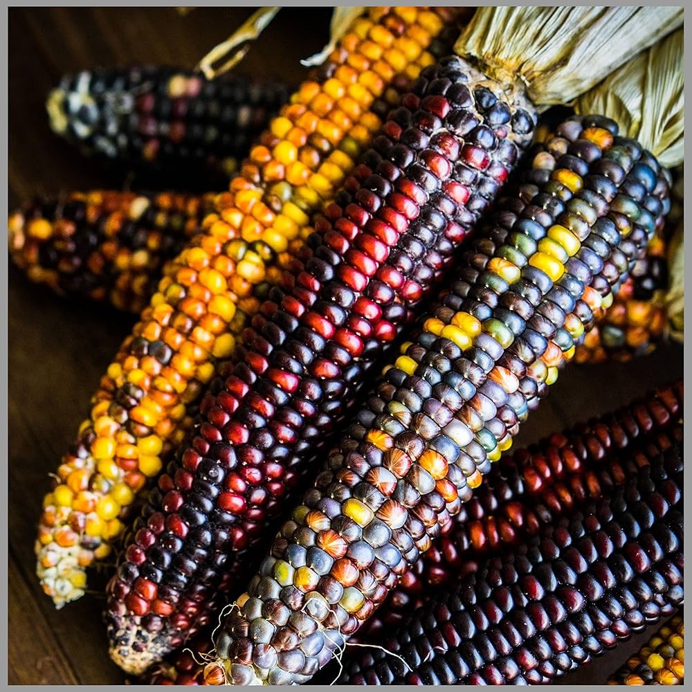 Corn Zea Mays Rainbow-Colored Grain Vegetable Seeds for Planting – High-Quality Variety for Decorative and Edible Use