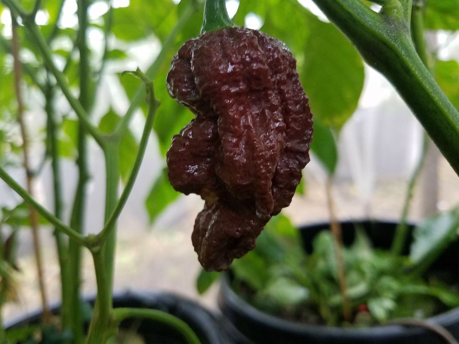 Chocolate Bhutlah pepper plant grown from seeds with deep brown wrinkled hot peppers