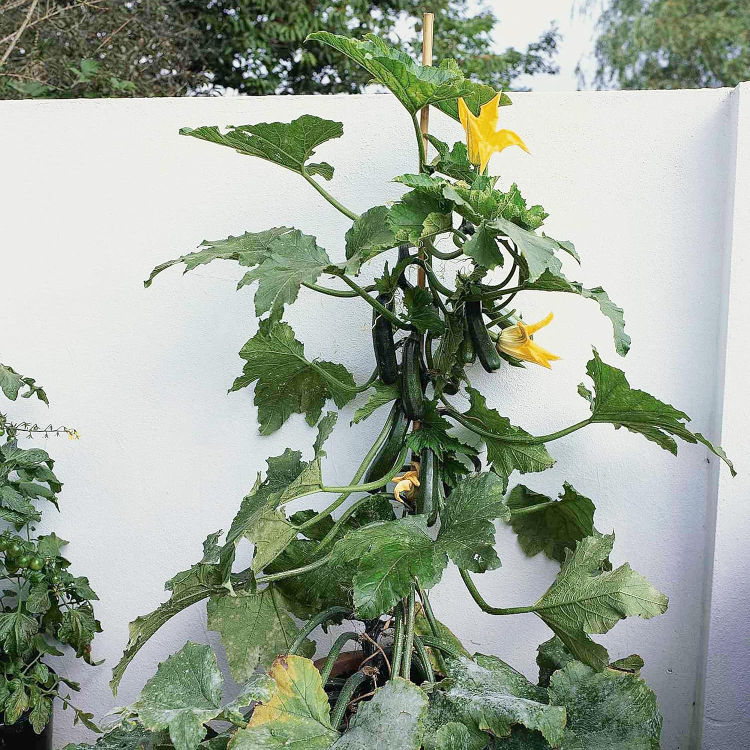 Climbing Zucchini Seeds