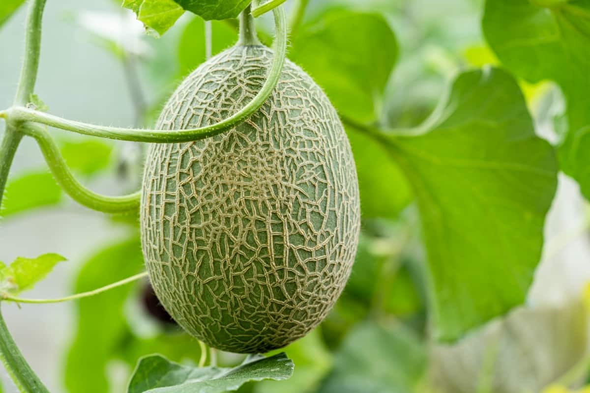 Musk Melon Fruit Seed Set for Sweet, Refreshing Melon Varieties