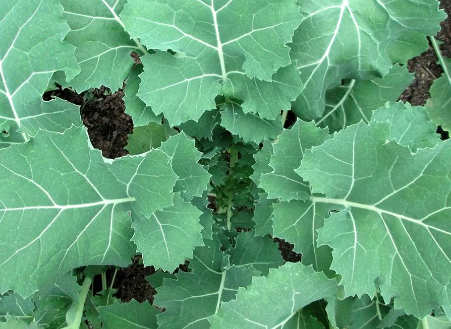 Premier Kale Cold-Hardy Compact Leafy Vegetable Seeds